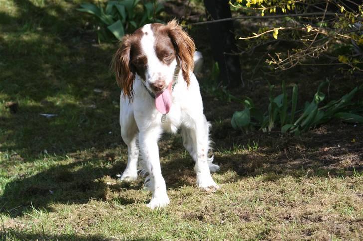 Field Trial spaniel Emma <3 - Kast nu  ;) billede 18