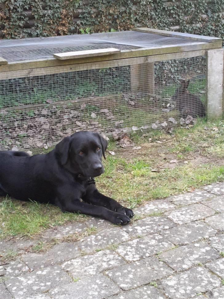 Labrador retriever Quieto billede 8