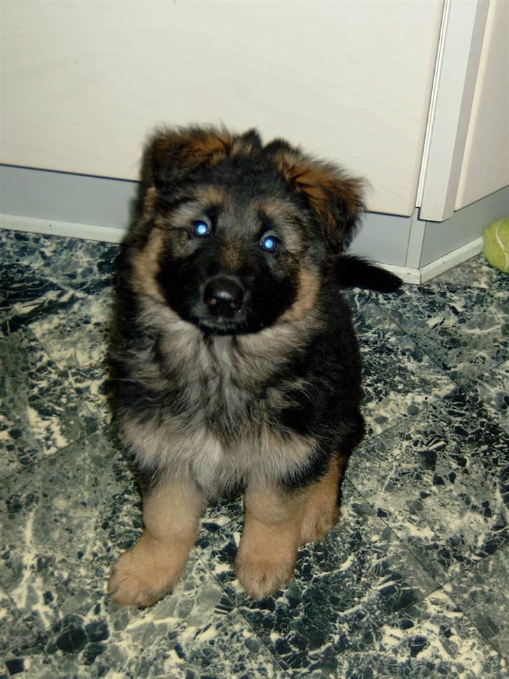 Schæferhund Dauløkkes suchinnie(sus) billede 9