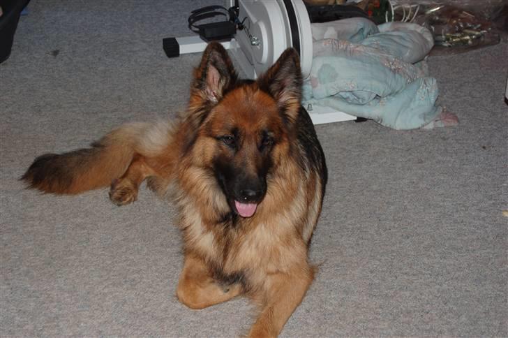 Schæferhund Dauløkkes suchinnie(sus) billede 10