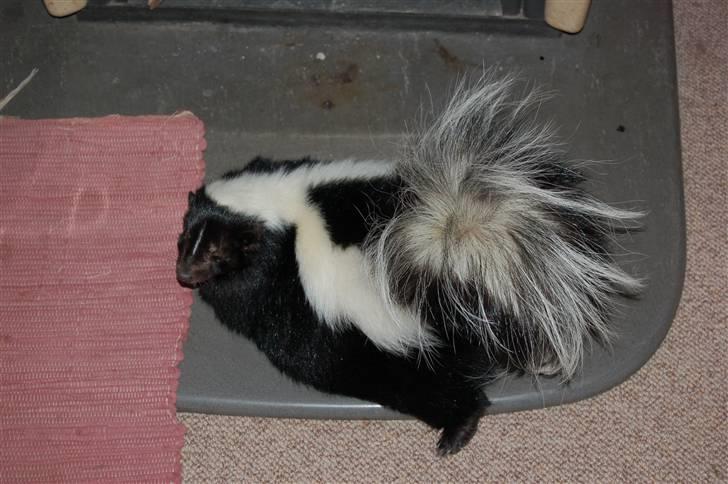 Schæferhund Dauløkkes suchinnie(sus) billede 11