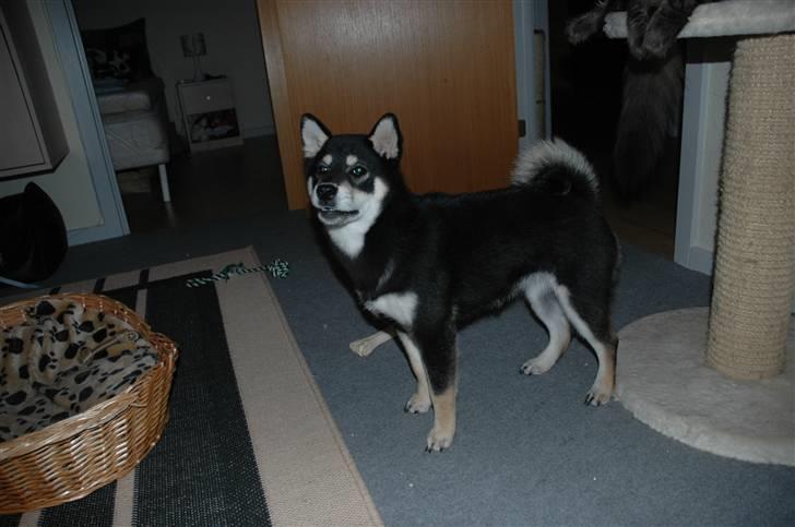 Shiba Toriyama's Aki (Akisha) billede 9