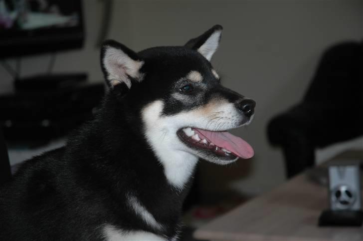 Shiba Toriyama's Aki (Akisha) billede 10