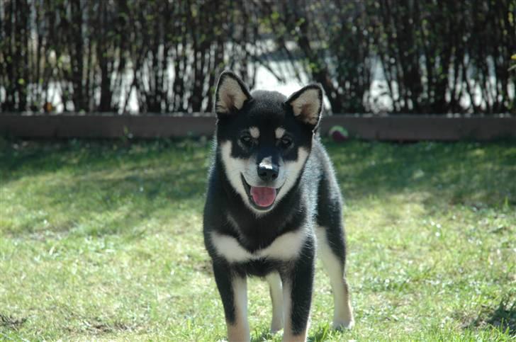 Shiba Toriyama's Aki (Akisha) billede 11