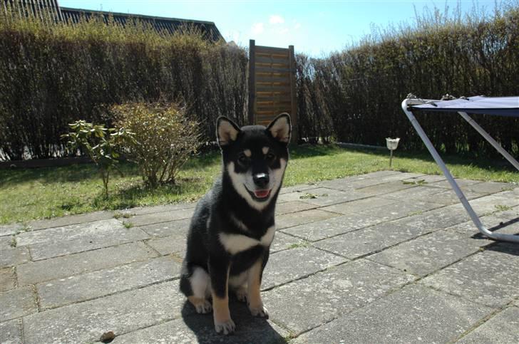 Shiba Toriyama's Aki (Akisha) billede 12