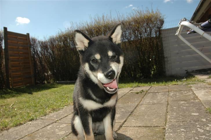 Shiba Toriyama's Aki (Akisha) billede 13