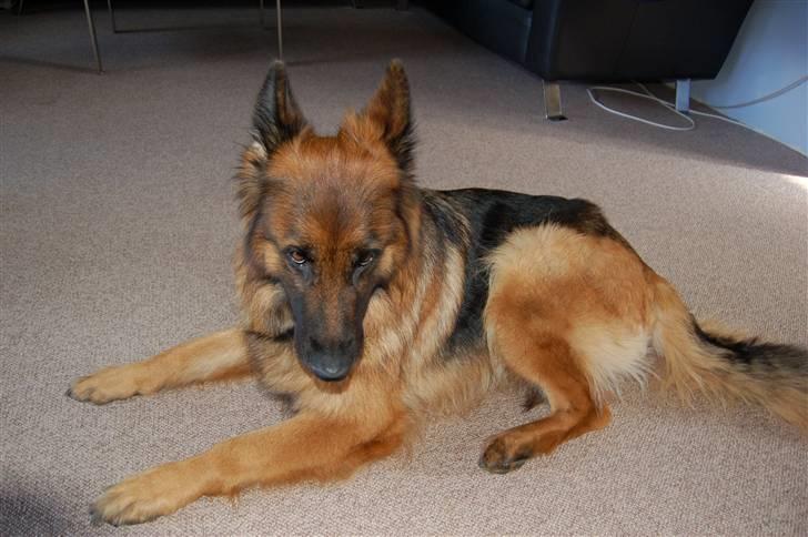 Schæferhund Dauløkkes suchinnie(sus) billede 12