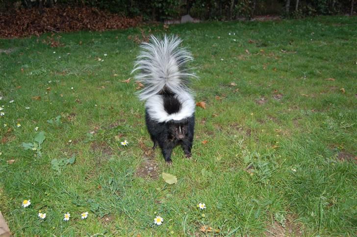 Schæferhund Dauløkkes suchinnie(sus) billede 13