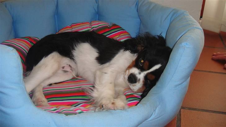 Cavalier king charles spaniel Jobbe - 5 måneder gammel billede 9