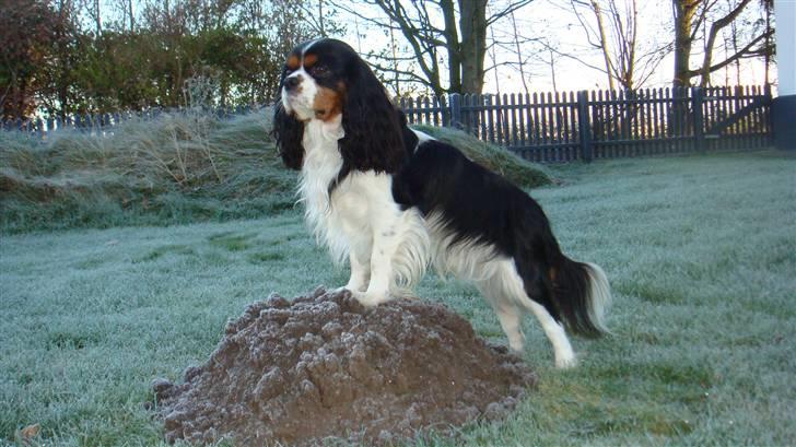Cavalier king charles spaniel Jobbe - Se mor hvad jeg har fanget:-) billede 10