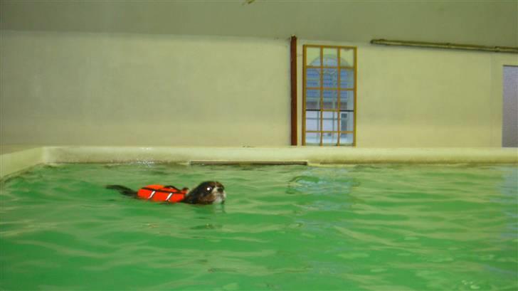 Cavalier king charles spaniel Jobbe - Jobbe til svømning billede 11