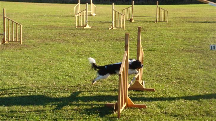 Cavalier king charles spaniel Jobbe - Jobbe til agility billede 12
