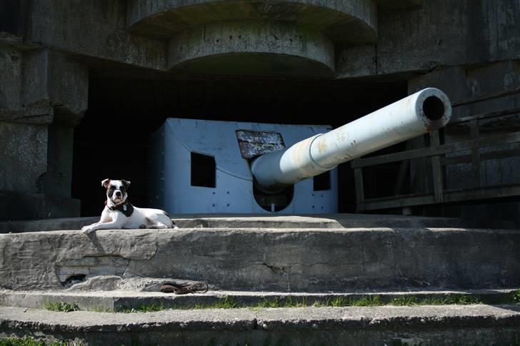 Amerikansk bulldog Freja billede 18