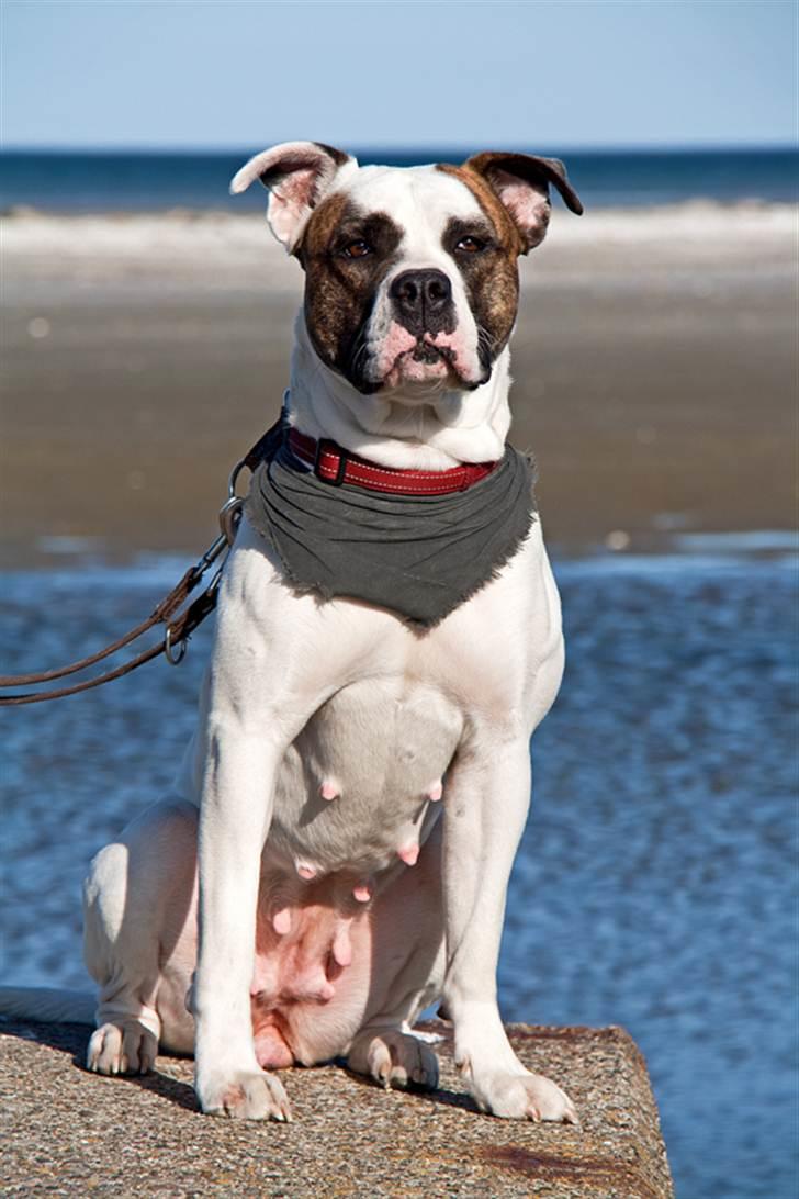 Amerikansk bulldog Freja - Ja hun er ikke helt lille mere men ved at være en stor flot dame billede 19
