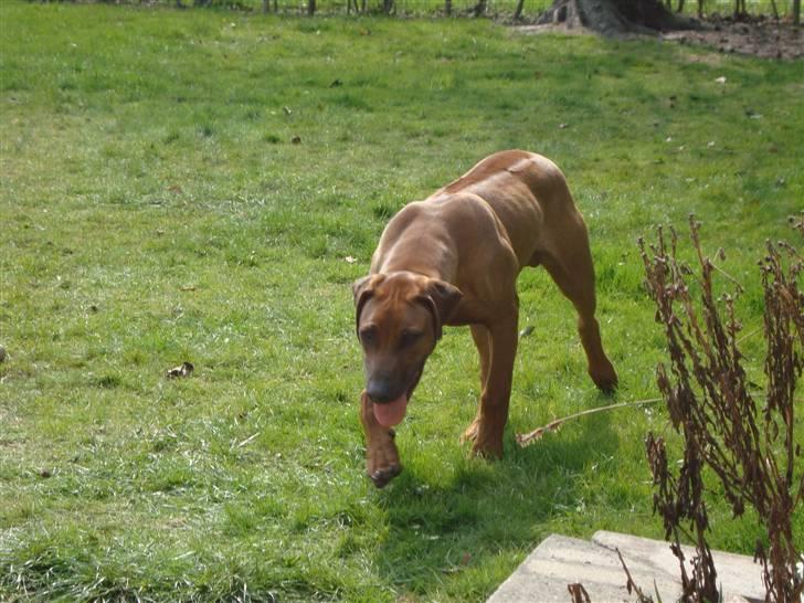 Rhodesian ridgeback Leo billede 11