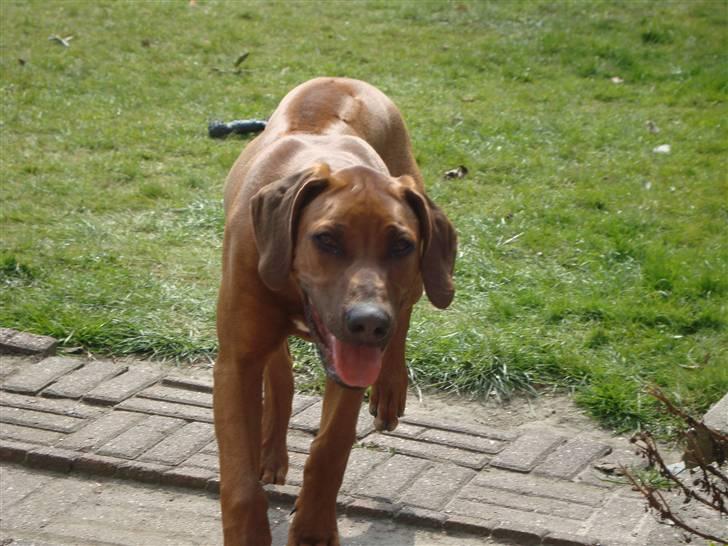 Rhodesian ridgeback Leo billede 12