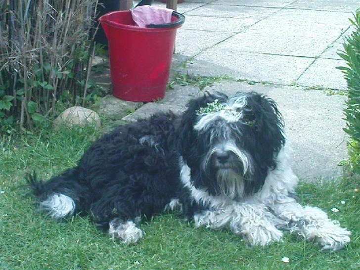 Tibetansk terrier  Night love of  Morris  billede 5