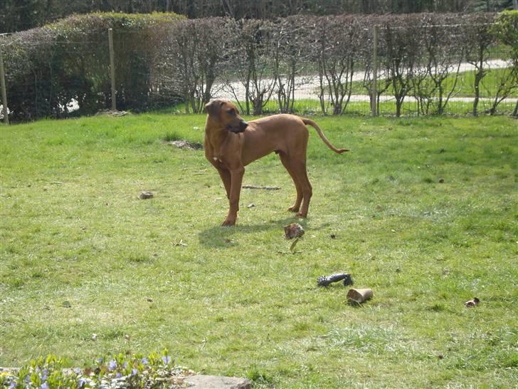 Rhodesian ridgeback Leo billede 13