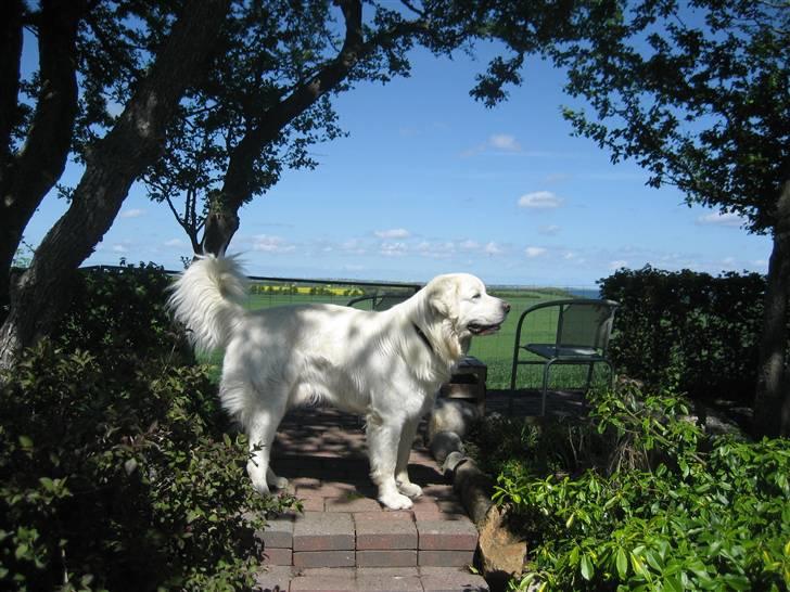 Polski owczarek podhalanski CODY - 29.05.2010. Cody. billede 9