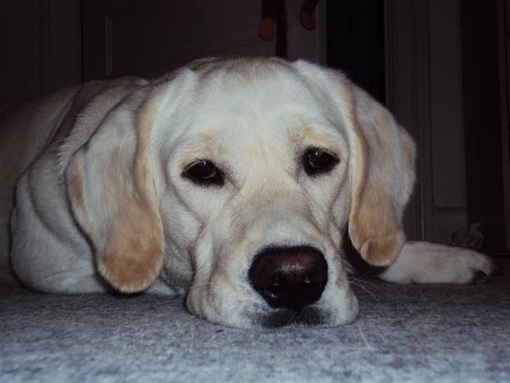 Golden retriever /Labrador Basse * DU ER SAVNET * - Nu er Basse træt, og siger tak for kigget :) billede 18