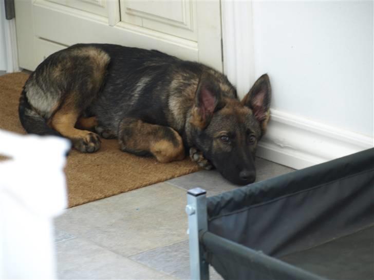 Schæferhund Team Otkjær's Aya billede 11