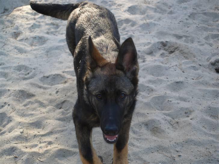 Schæferhund Team Otkjær's Aya billede 12