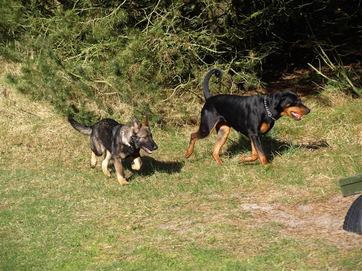 Schæferhund Team Otkjær's Aya billede 13