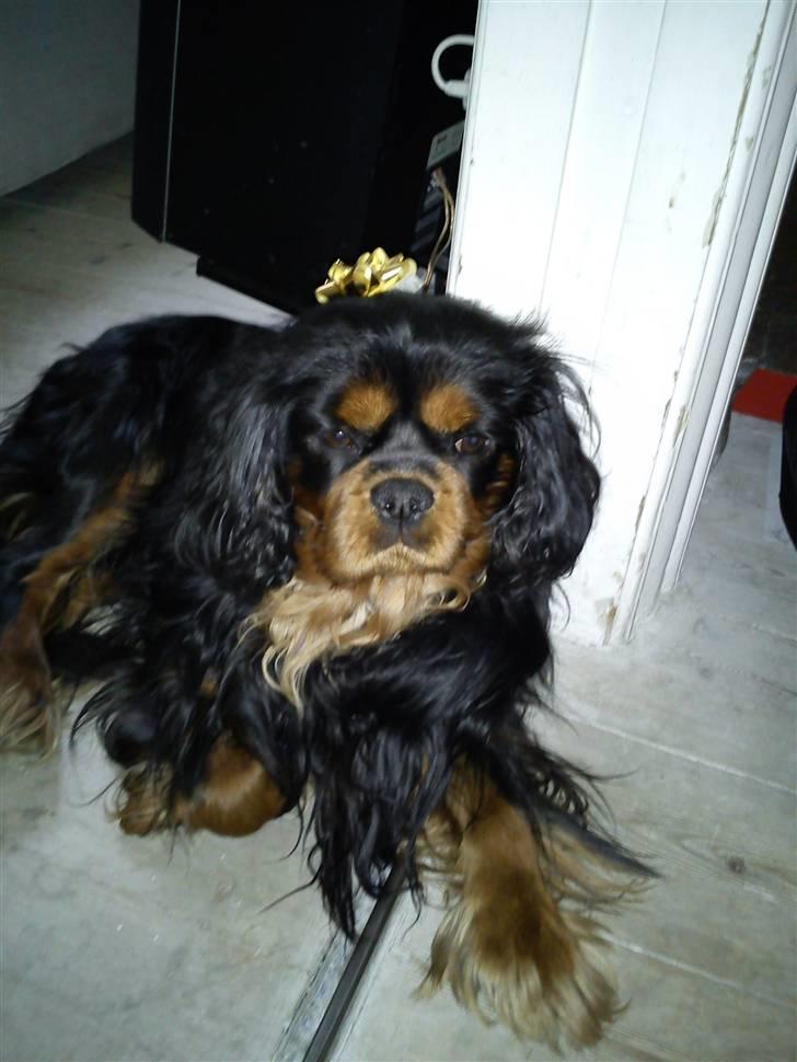 Cavalier king charles spaniel Johnny - Min prins <3
 billede 12