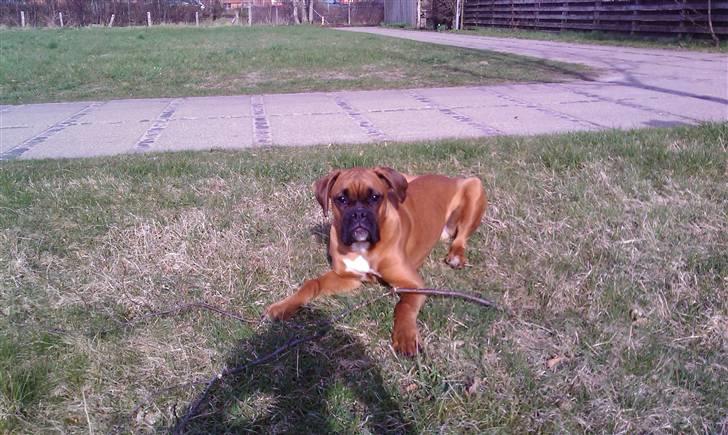 Boxer Lucca billede 11