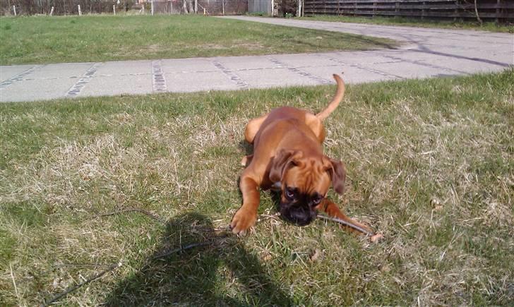 Boxer Lucca billede 12