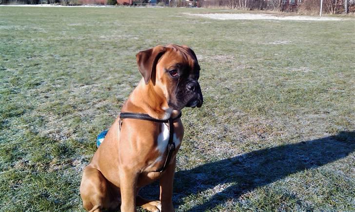 Boxer Lucca billede 13