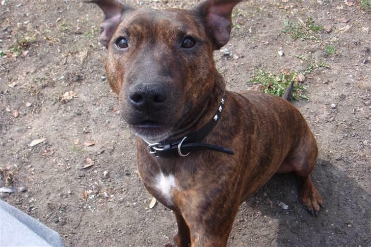 Blanding af racer Tilde billede 1