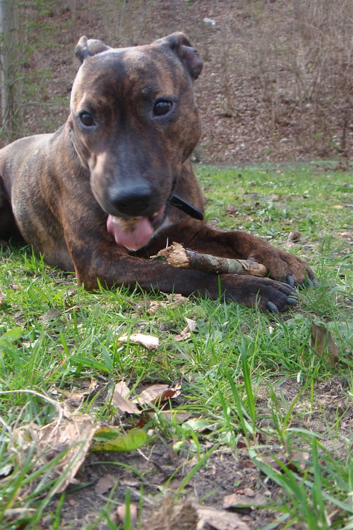 Blanding af racer Tilde billede 2