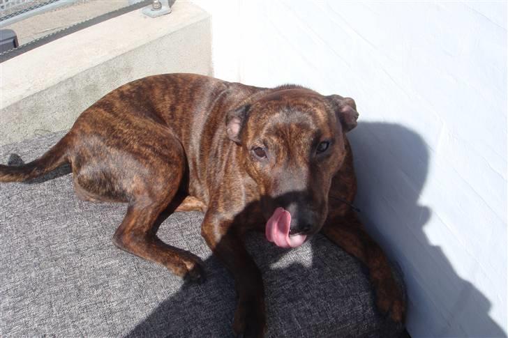 Blanding af racer Tilde - Tilde soler sig på terassen billede 3