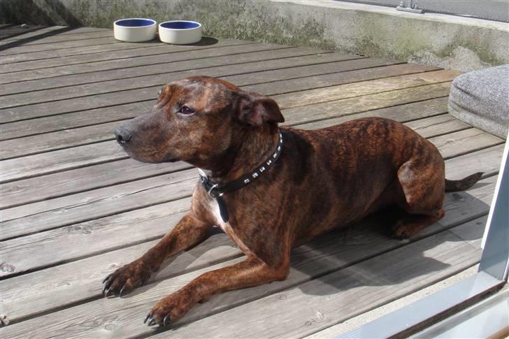 Blanding af racer Tilde billede 4