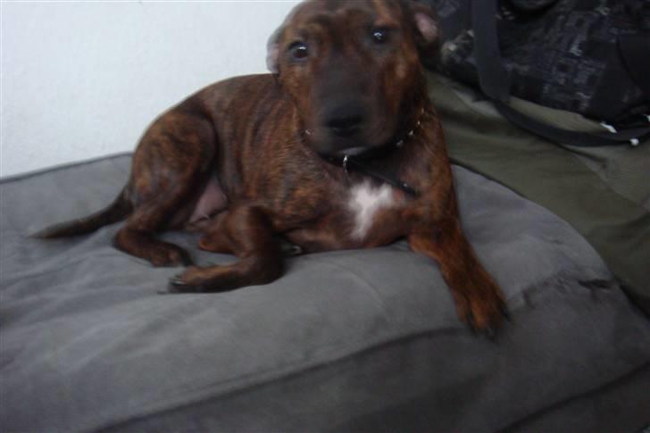 Blanding af racer Tilde billede 5