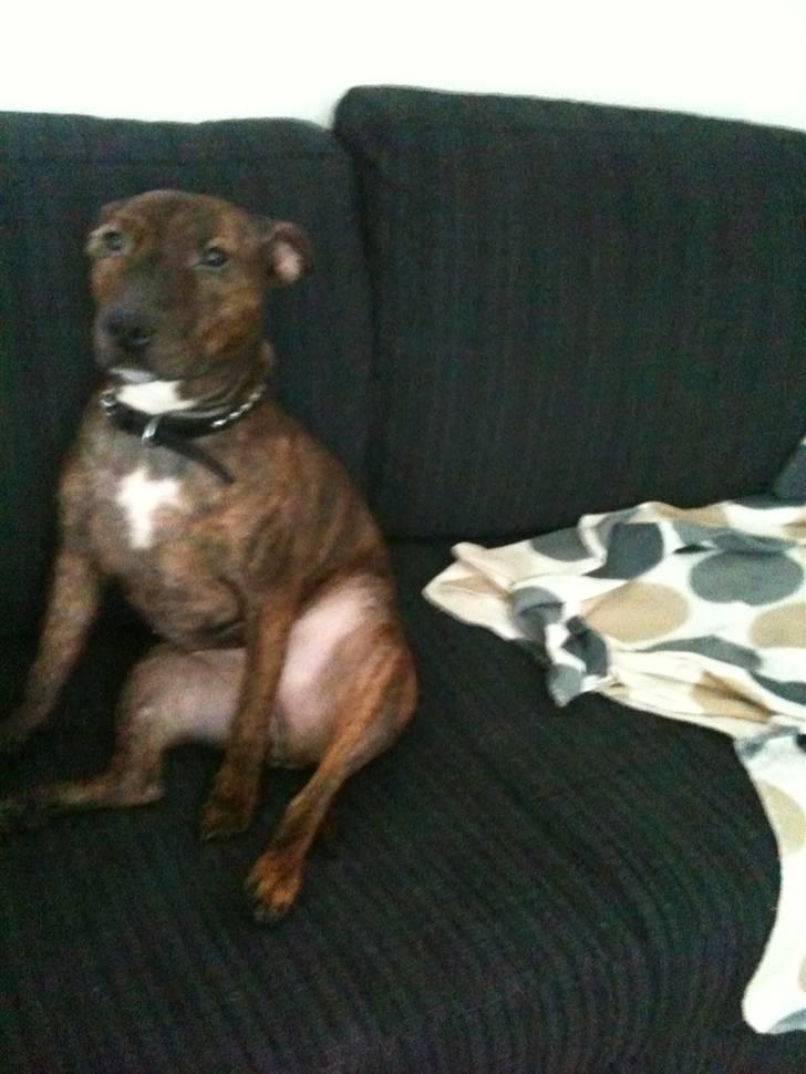 Blanding af racer Tilde - Tilde ser fjernsyn billede 6