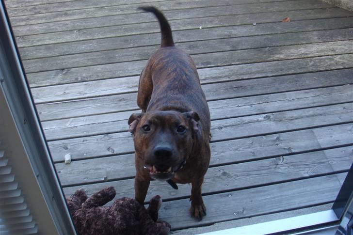 Blanding af racer Tilde billede 7