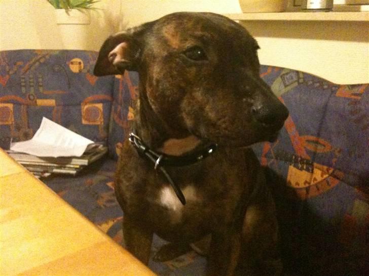 Blanding af racer Tilde billede 8