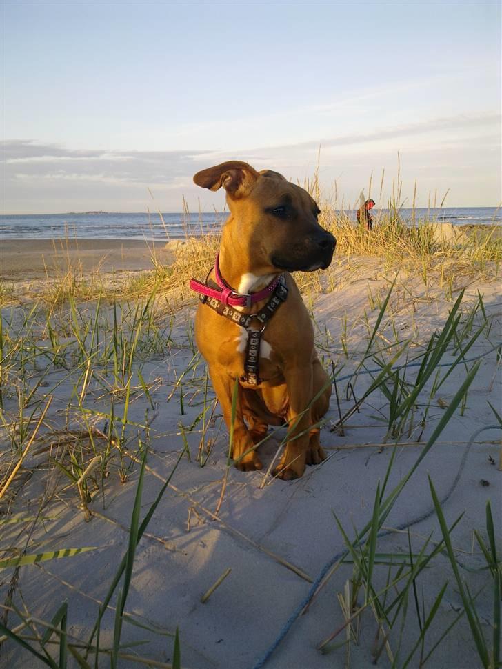 Amerikansk staffordshire terrier Mille billede 8