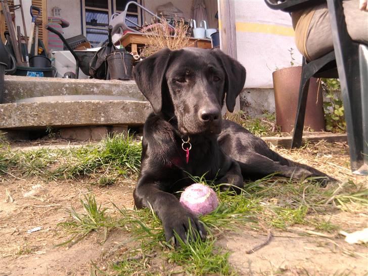 Labrador retriever FM1 Bella <3 billede 3