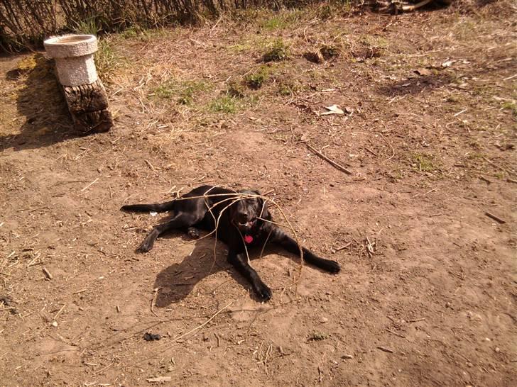 Labrador retriever FM1 Bella <3 - Jeg kan godt lege med mig selv når er ikke nogle der vil lege :D billede 5