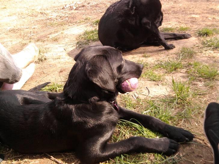 Labrador retriever FM1 Bella <3 - hvem der???? billede 6