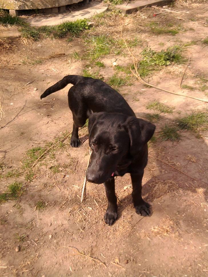 Labrador retriever FM1 Bella <3 billede 7