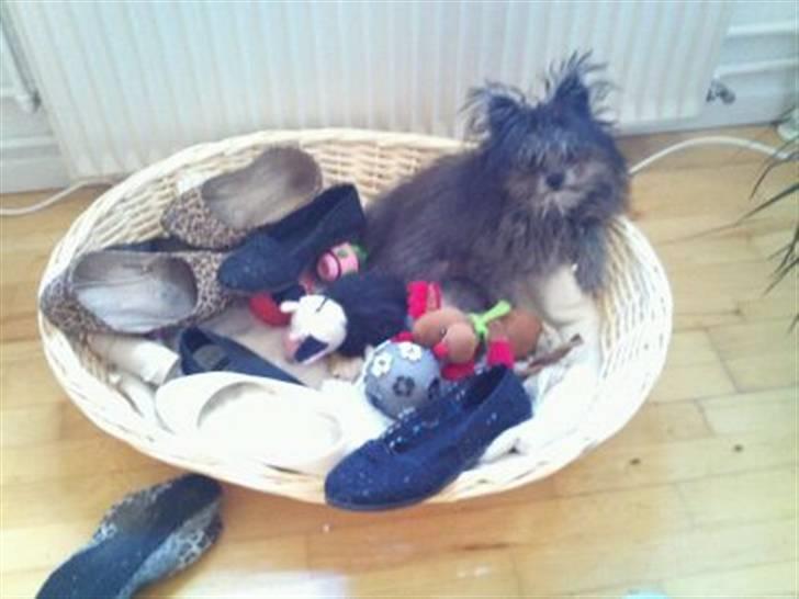 Blanding af racer **Lill' Cody<3** - Her har jeg stjålet en masse af mors sko... Jeg sys de ligger bedre i min kurv ;) billede 4