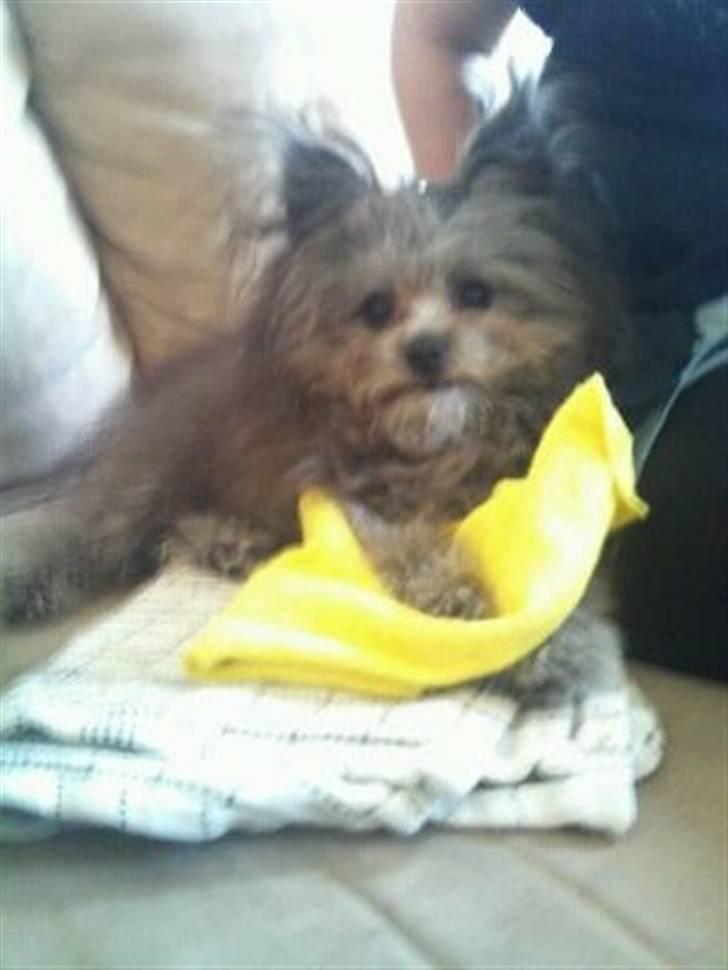 Blanding af racer **Lill' Cody<3** - Jamen den er så god og tygge i mor... Må jeg ikk nok :) billede 5