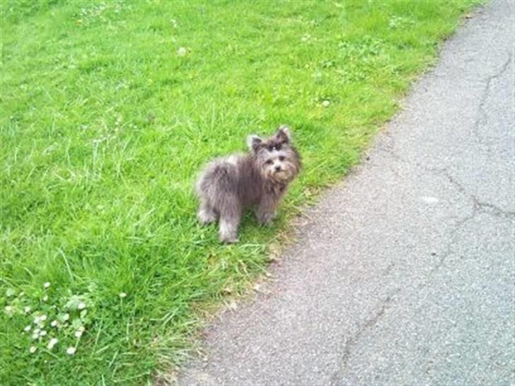 Blanding af racer **Lill' Cody<3** - På vej hjem efter en laaang gå tur... Kom så mor nu ska vi hjem ! billede 7