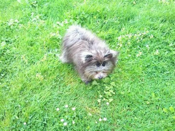 Blanding af racer **Lill' Cody<3** - Eeeelsker græsset...  billede 8