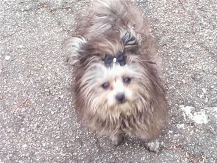 Blanding af racer **Lill' Cody<3** - Kuk kuk <3 billede 9