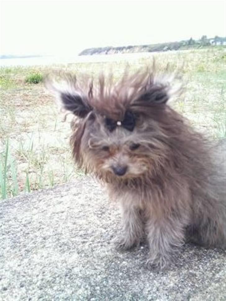 Blanding af racer **Lill' Cody<3** - Cody ved stranden <3  billede 10